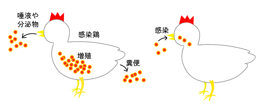 鳥 インフルエンザ 症状