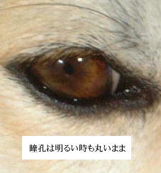 イヌの目について