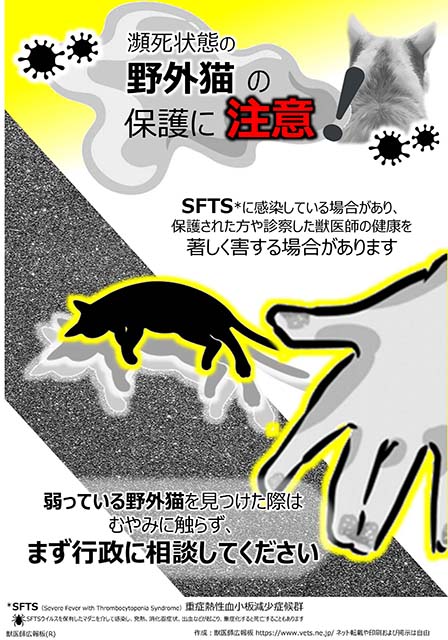 瀕死状態の野外猫保護に注意