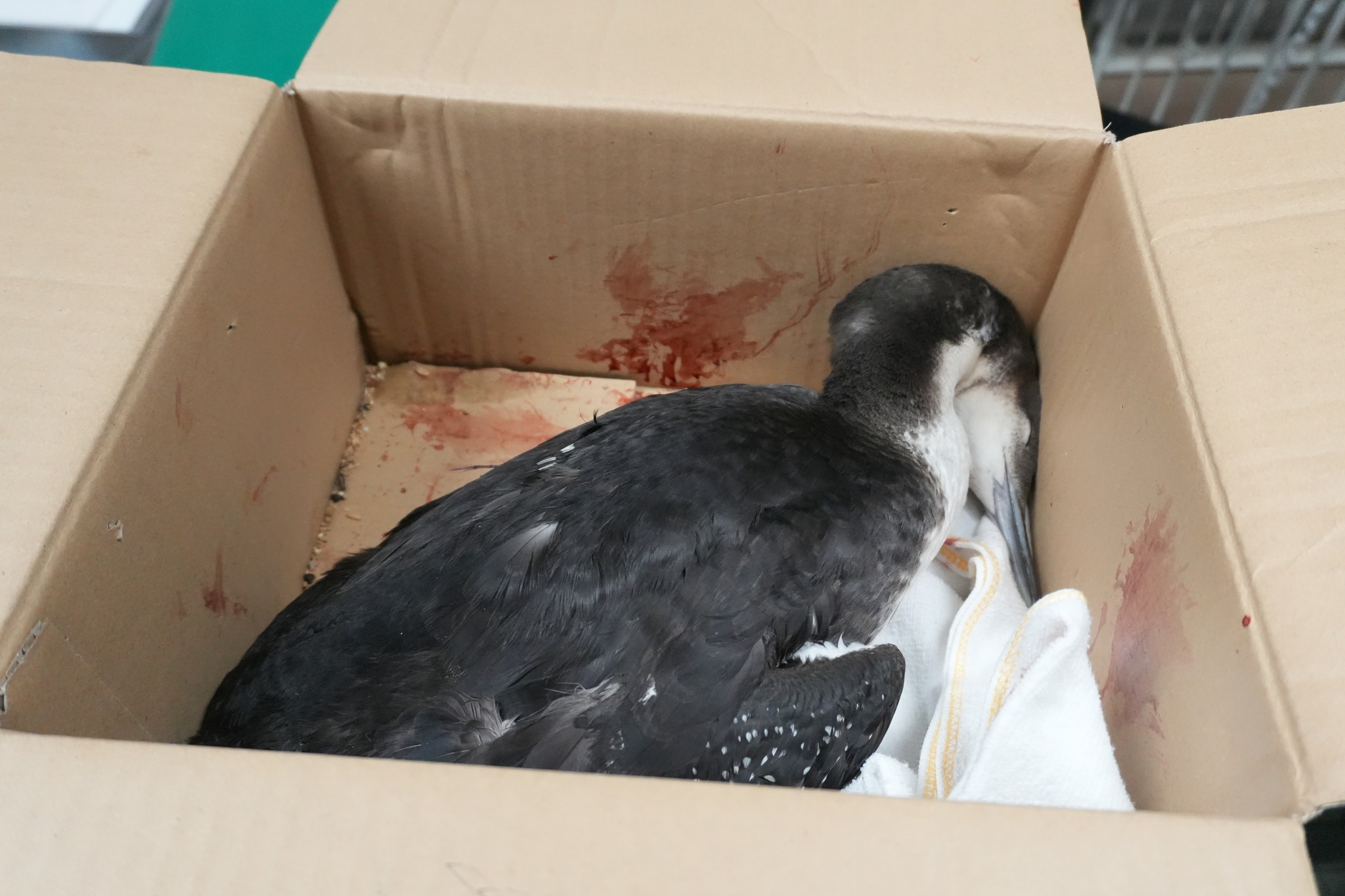 �쒹�̎���