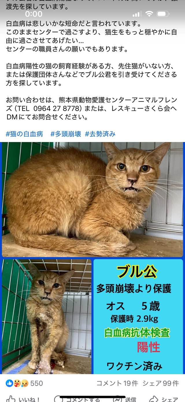 譲渡に向かない動物